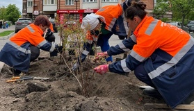 Полтавці облаштували чотири локації з багаторічними рослинами