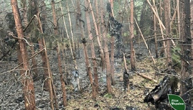 На Полтавщині через російські атаки вигоріло понад дванадцять гектарів лісу