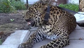 На вулицях Кременчука помітили леопарда. ВІДЕО