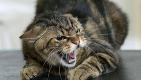 У безпритульного кота на Полтавщині виявили сказ