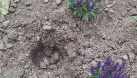 У Полтаві зі скверу вкрали декоративні рослини