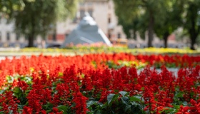Комунальники «Декоративних культур» висадили квіти у Полтаві