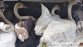 На Полтавщині браконьєри тікали від поліції з лебедями в багажнику