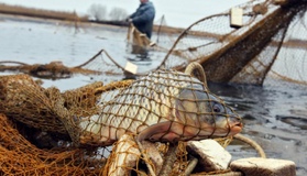 Понад двадцять тонн риби випустять у водосховище на Полтавщині