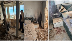 На Полтавщині вагітна кішка вижила після прильоту і народила кошенят