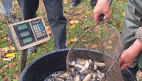 У Говтву випустили понад триста кілограмів зарибка коропа