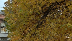 Якою буде погода на Полтавщині в листопаді