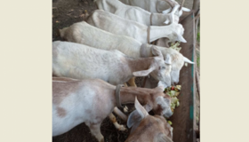 З Харківщини  — на Полтавщину: подружжя врятувало з-під обстрілів отару кіз