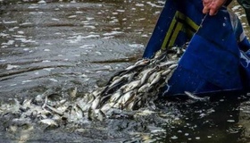 Понад десять тисяч товстолобів поповнили річку на Полтавщині