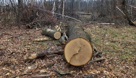 На Полтавщині стартує продаж  новорічних ялинок