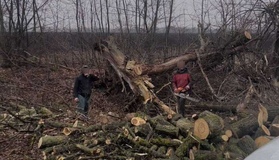 Вирубка поза законом: екоінспектори нарахували понад сотню пнів