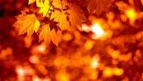 Листопад став одним із&nbsp;найтепліших за історію