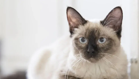 Як зрозуміти, кіт чи кішка: поради для власників