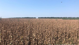 Керівництво Полтавського аграрного університету підозрюють у схемі привласнення врожаю