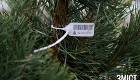 У Полтаві працюють ялинкові базари: де купити новорічне дерево