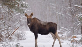 На Полтавщині прогнозують похолодання та сніг