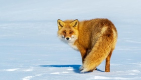 На Полтавщині дозволили контрольований відстріл лисиць