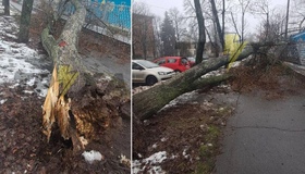 Біля стадіону "Динамо" в Полтаві впало аварійне дерево