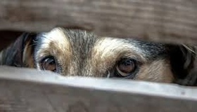 Чоловіка покарають за жорстоке поводження з собакою