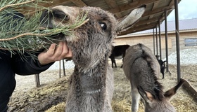 Полтавців закликають новорічні ялинки відвезти до екопарку в Ковалівці