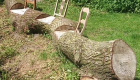 На Полтавщині стартувала заготівля деревини