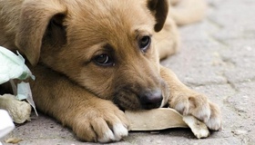 У Полтаві &mdash;&nbsp; нові правила утримання домашніх тварин