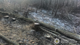 Поліція викрила "чорних лісорубів" у Сулинському заказнику