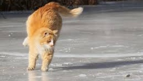 Ожеледиця: протягом тижня понад 130 полтавців отримали травми