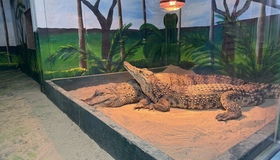 В екопарку у Ковалівці утримують екзотичних тварин під час морозів. ВІДЕО