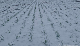 Краще почуваються ранні посіви озимих зернових, пізніші &mdash; слабші