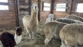 В&nbsp;Екопарку під Полтавою -  новий просторий вольєр для кінкажу