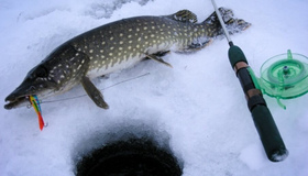 На Полтавщині з 15 лютого заборонять ловити щуку: які штрафи