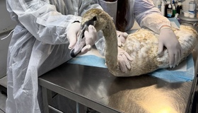 У Горішніх Плавнях врятували молоду лебідку з обмороженими лапами