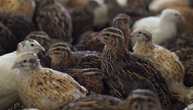 На Полтавщині перепелина ферма створює мережу партнерських господарств