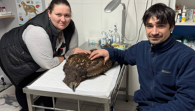 Поклик душі: ветеринар на Полтавщині рятує диких тварин