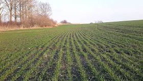 Через негоду на Полтавщині можливі втрати посівів озимих культур