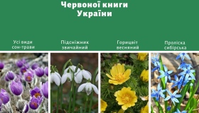 У Полтаві почали рейди проти продажу червонокнижних первоцвітів