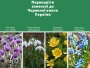 У Полтаві почали рейди проти продажу червонокнижних первоцвітів