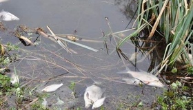 Свинячий гній у Пслі: суд оштрафував директора "Глобино Агро"