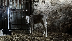 Блекаути вдарили по молочній галузі Полтавщини: втрати понад двісті млн грн