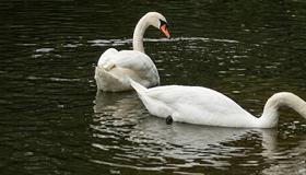 19 березня у Полтаві випускають лебедів на воду після зимової перерви