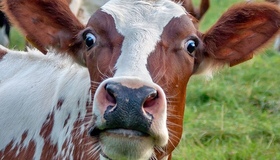 АМКУ дозволив "Астарті" придбати два молочні підприємства на Полтавщині