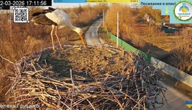 У гніздо на Полтавщині повернувся молодий лелека