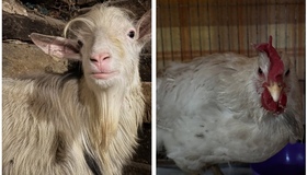 На Полтавщині врятували тварин, яких вивезли із зони бойових дій