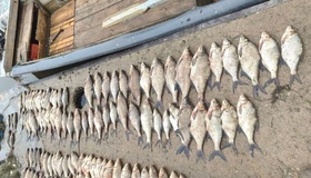 На Полтавщині браконьєр наловив риби на понад мільйон гривень