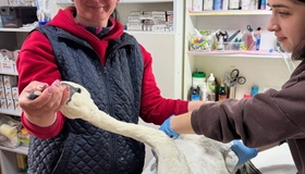 На Полтавщині врятували лебедя у важкому стані: птах бореться за життя