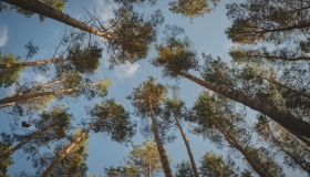 На Полтавщині відновлюють ліси після масштабної пожежі