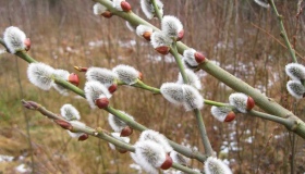 Де полтавці освячуватимуть вербу на Вербну неділю