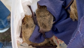 У Полтаві випустили на волю сотні кажанів