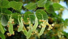 Полтава планує закупити величезні липи для центру міста